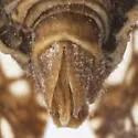 Dictyobia varia - photo 4