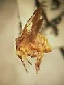Dictyonia undescribed - photo 2