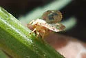 Dictyonia undescribed - photo 3
