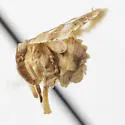 Dictyonia obscura