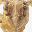 Dictyonia obscura - photo 3