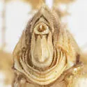 Dictyonia obscura - photo 4