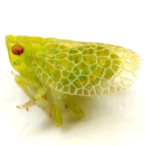 Dictyonissus griphus - photo 2