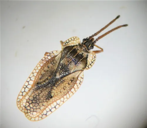 Dictyonota fuliginosa