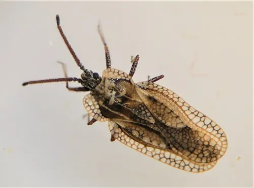 Dictyonota fuliginosa - photo 2
