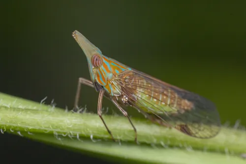 Dictyopharid Planthoppers - Dictyopharidae