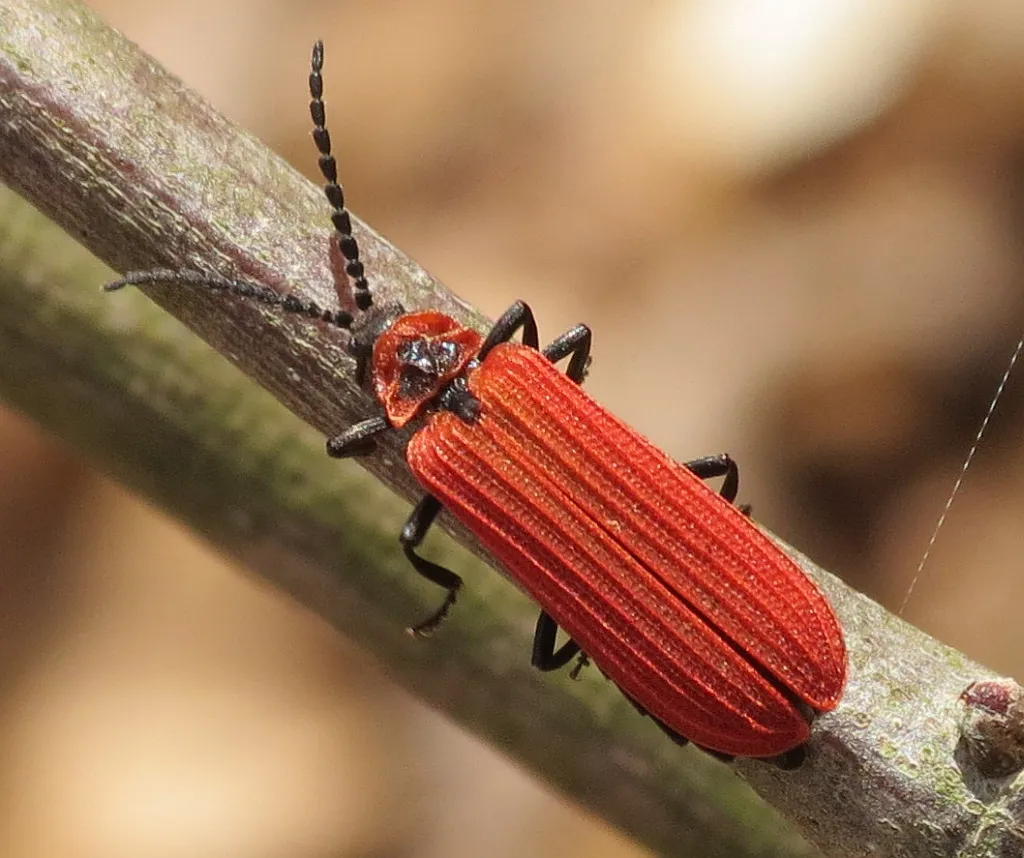 Golden Net-winged Beetle