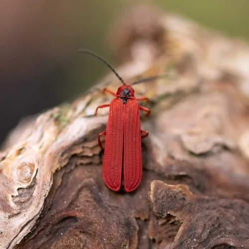 Dictyoptera simplicipes