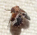 Dictyssa clathrata