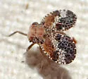 Dictyssa clathrata - photo 2