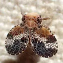 Dictyssa clathrata - photo 3