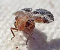 Dictyssa clathrata - photo 4