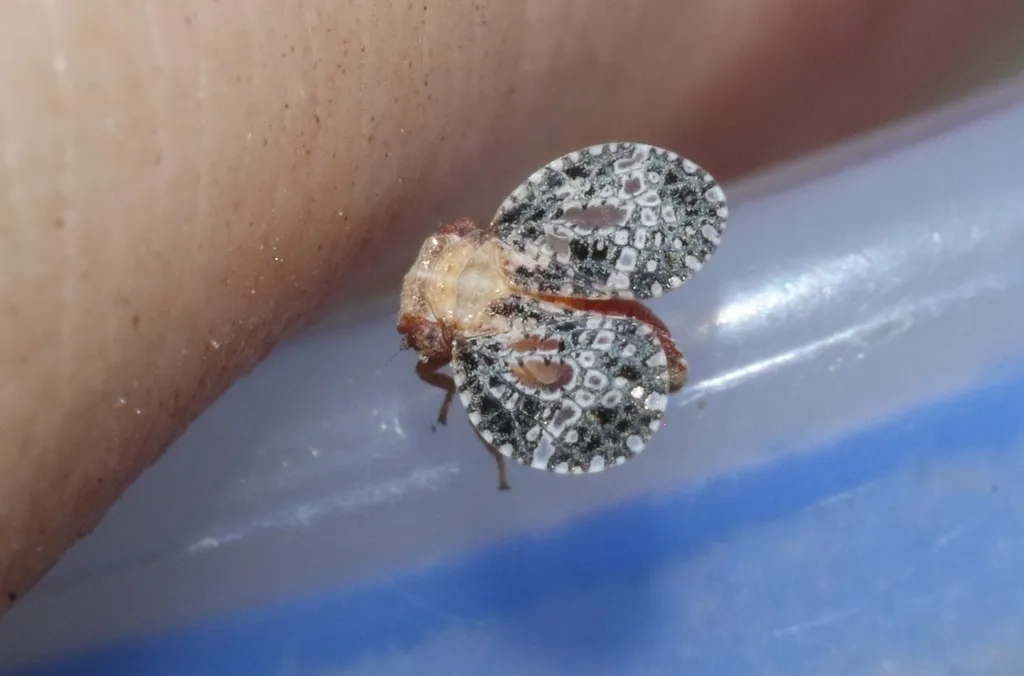 Dictyssa maculosa - photo 2