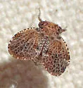 Dictyssa marginepuncatata