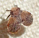 Dictyssa marginepuncatata - photo 2