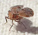Dictyssa marginepuncatata - photo 3