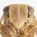 Dictyssa mira - photo 3