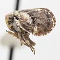Dictyssa mira - photo 5