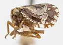 Dictyssa monroviana