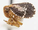 Dictyssa mutata