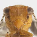 Dictyssa mutata - photo 3
