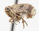 Dictyssa transversa
