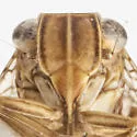 Dictyssa transversa - photo 3