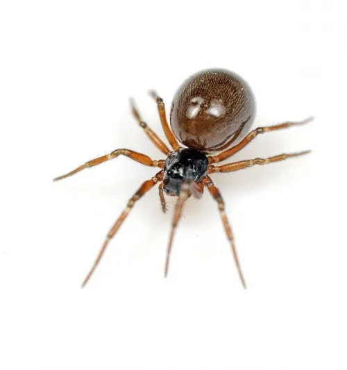 Dicymbium nigrum/brevisetosum agg.