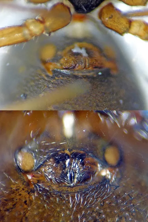 Dicymbium nigrum/brevisetosum agg. - photo 3