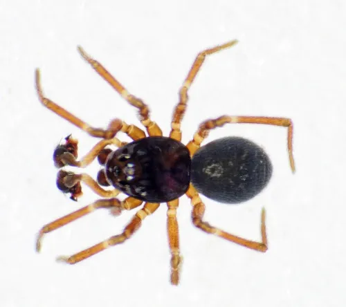 Dicymbium nigrum