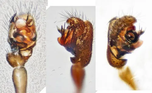 Dicymbium nigrum - photo 2