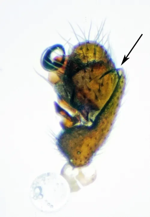 Dicymbium nigrum - photo 3