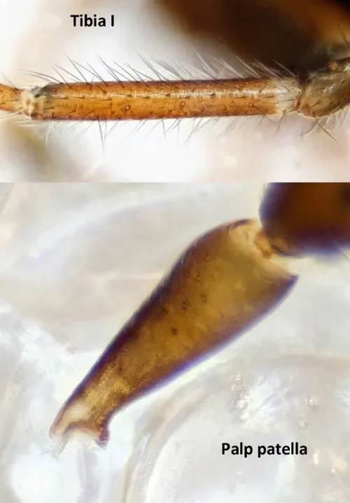 Dicymbium nigrum - photo 4