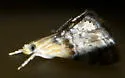 Dicymolomia grisea - Hodges#4893 - photo 4