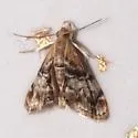 Dicymolomia grisea - Hodges#4893 - photo 5