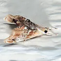 Julia's Dicymolomia - Hodges#4889