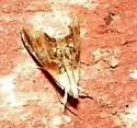 Julia's Dicymolomia - Hodges#4889 - photo 2