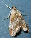 Julia's Dicymolomia - Hodges#4889 - photo 3