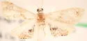 Julia's Dicymolomia - Hodges#4889 - photo 4