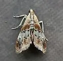 Julia's Dicymolomia - Hodges#4889 - photo 5