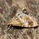 Dicymolomia metalliferalis - Hodges#4892