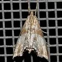 Dicymolomia metalliferalis - Hodges#4892 - photo 3