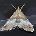 Dicymolomia metalliferalis - Hodges#4892 - photo 4
