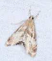 Dicymolomia metalliferalis - Hodges#4892 - photo 5