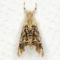 Dicymolomia metalophota - Hodges#4890