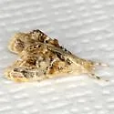 Dicymolomia metalophota - Hodges#4890 - photo 2