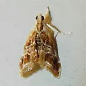 Dicymolomia metalophota - Hodges#4890 - photo 3