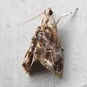 Dicymolomia metalophota - Hodges#4890 - photo 4