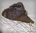 Dicymolomia opuntialis - Hodges#4891