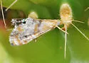 Dicymolomia opuntialis - Hodges#4891 - photo 4